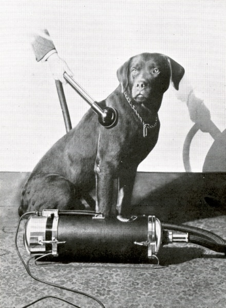 Dog gets vacuumed. USA